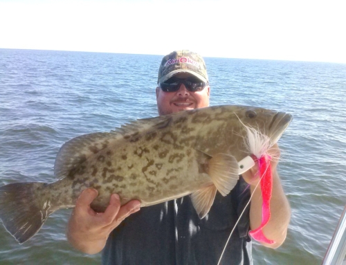 Catching Grouper in Tampa Bay