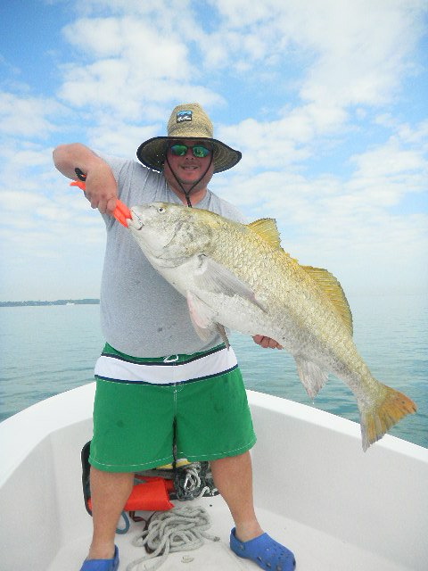big fish Tampa bay giant drum spring fishing