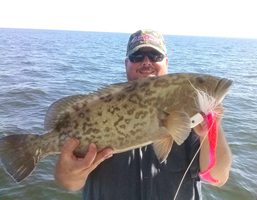 grouper fishing charters tampa bay florida - spanish sardine