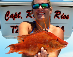 hogfish fishing charters tampa bay florida - spanish sardine