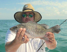 mangrove fishing charters tampa bay florida - spanish sardine