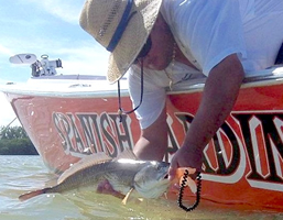 red fish fishing charters tampa bay florida - spanish sardine