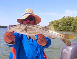 snook fishing charters tampa bay florida - spanish sardine