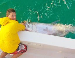 tarpon fishing charters tampa bay florida - spanish sardine