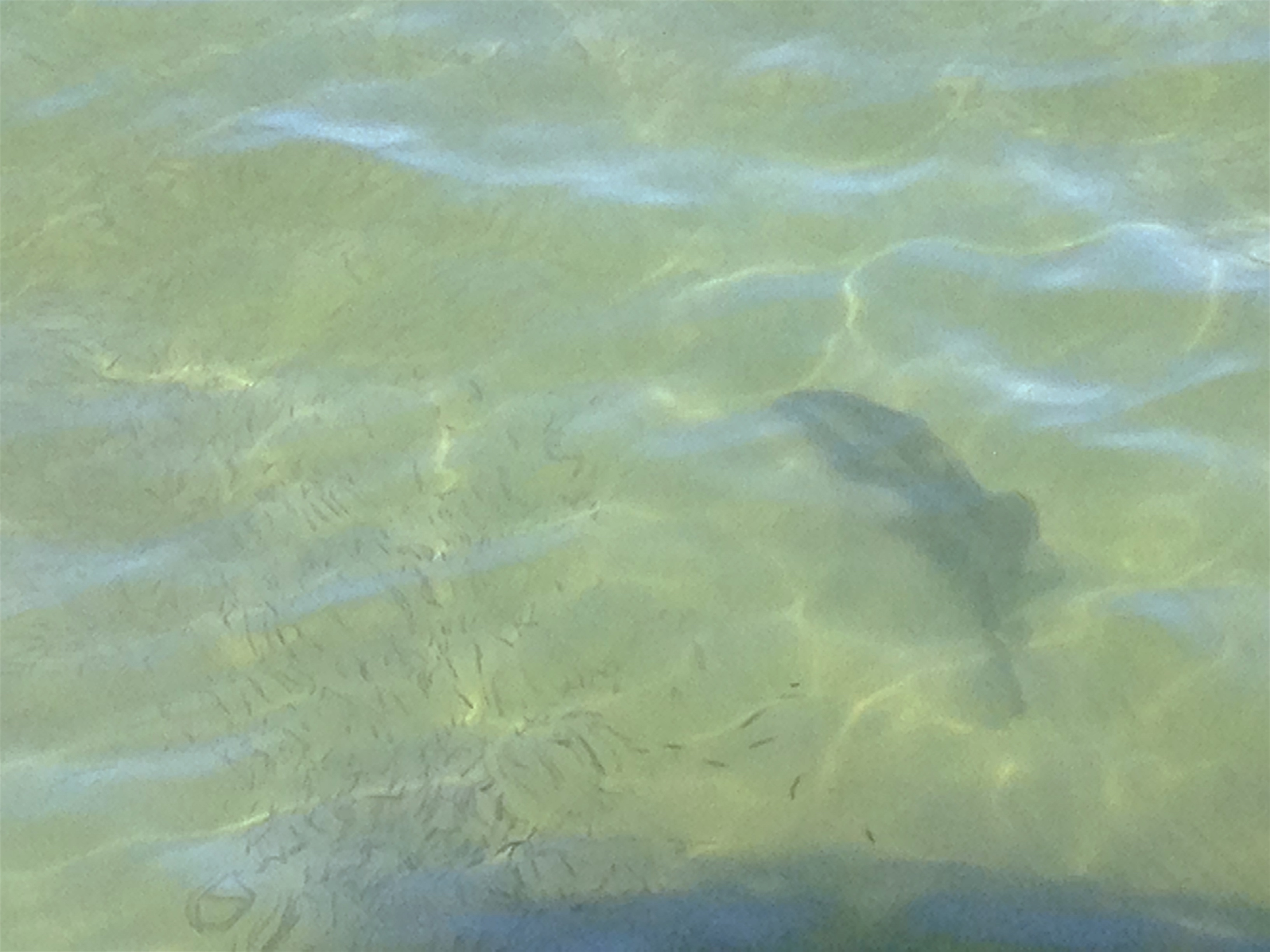 Snook Fishing Tampa bay