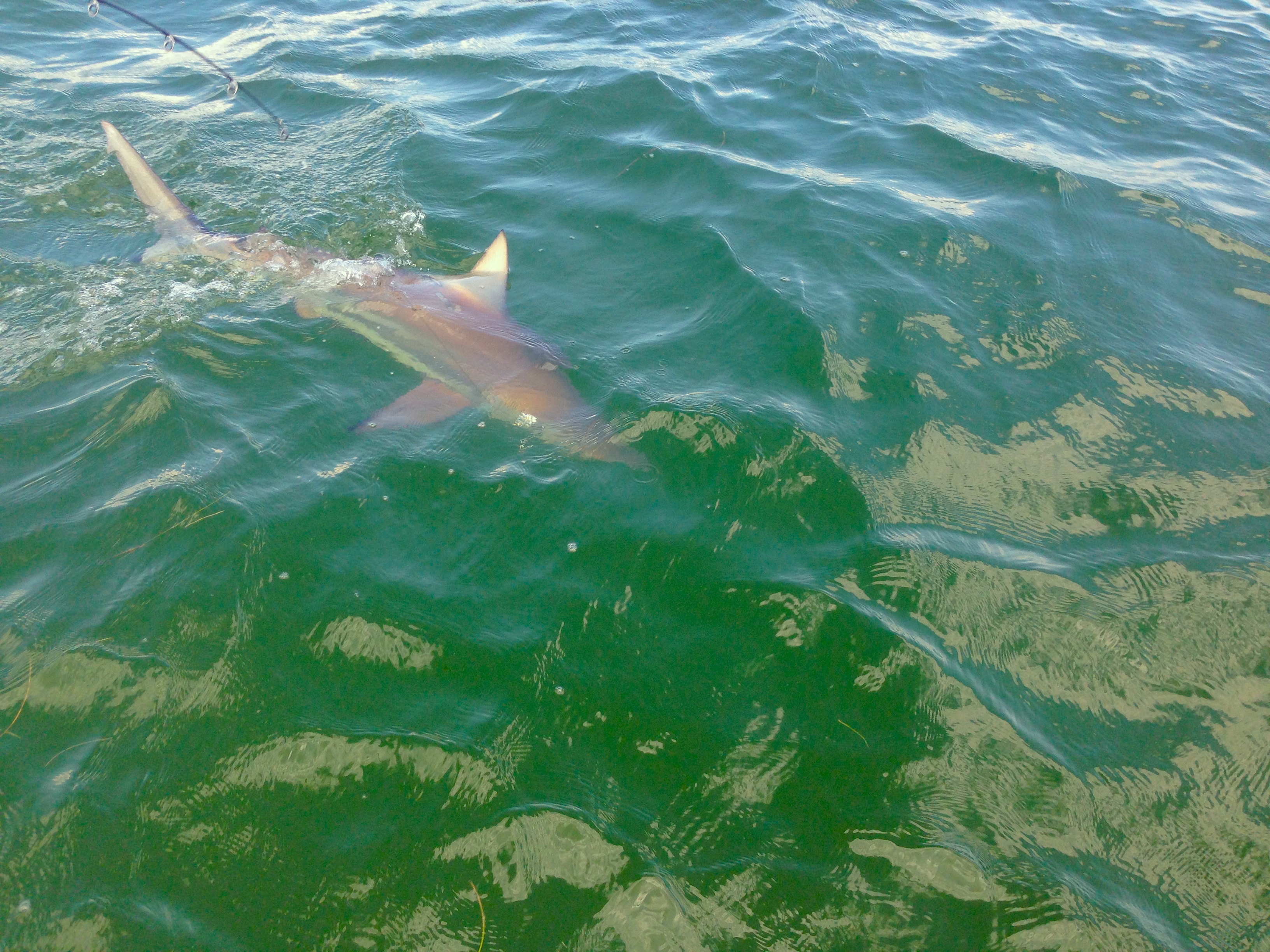 tampa bay shark fishing best charter in Tampa Bay