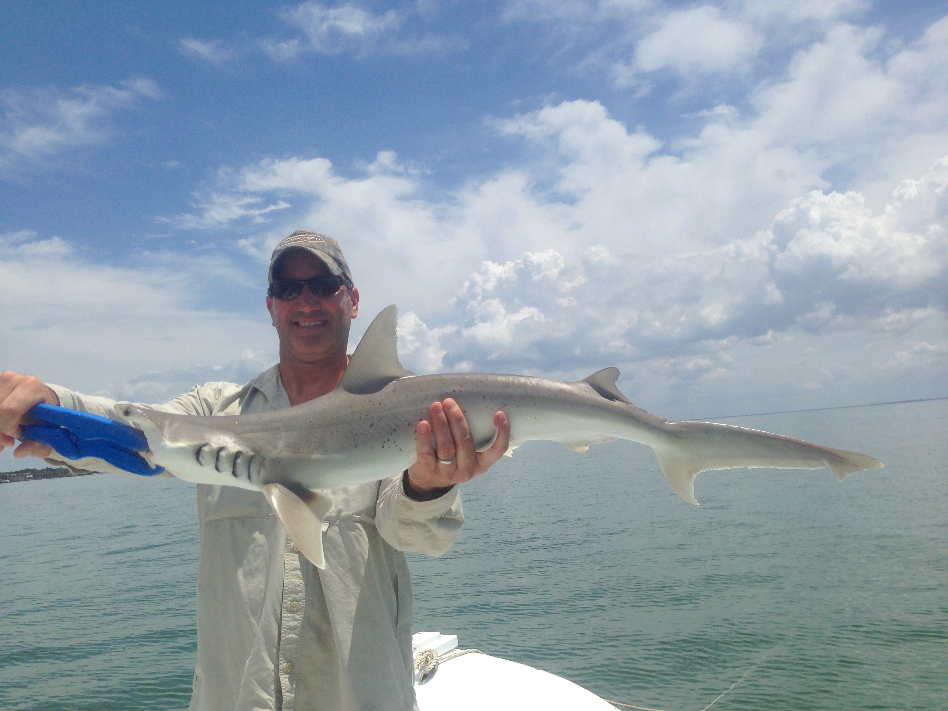 Shark fishing tampa bay spanish sardine