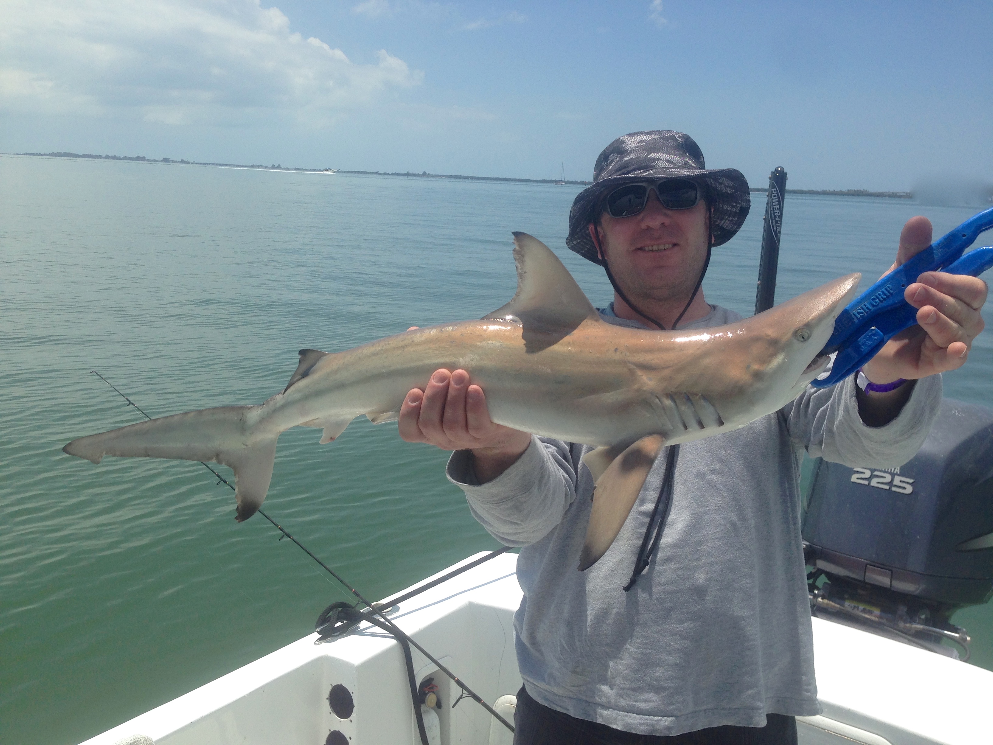 Tampa bay shark my day
