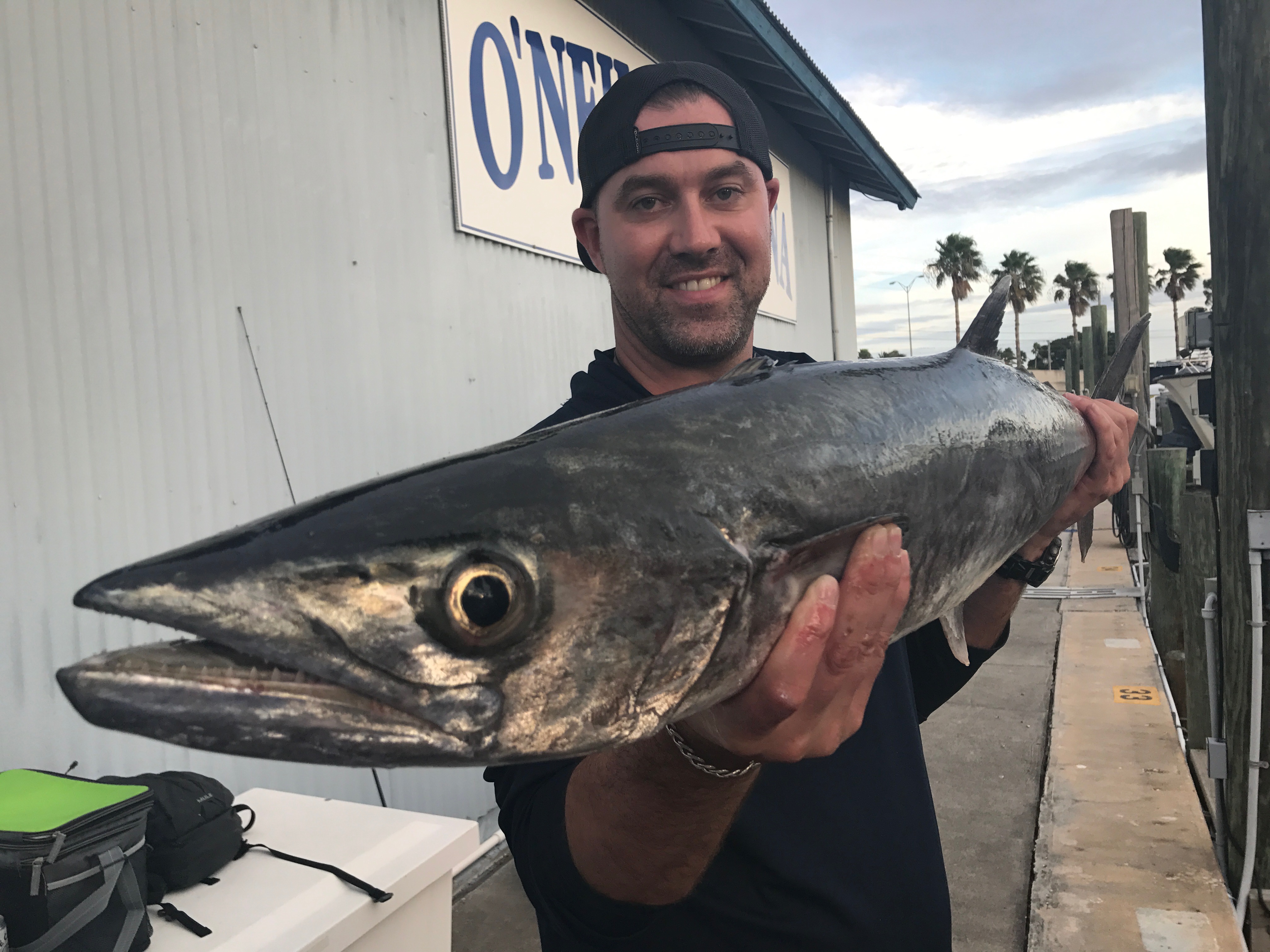 tampa bay fishing kingfish